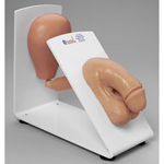 Simulaids 160-1931 Male Catheterization Trainer