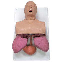 Simulaids 101-501 Adult Airway Management Trainer